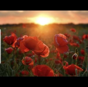 Meet your Posher, Corey